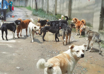 how many homeless dogs in the us