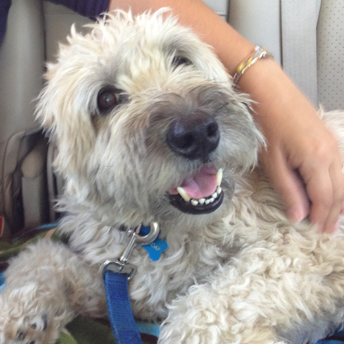 wheaten terrier rescue near me