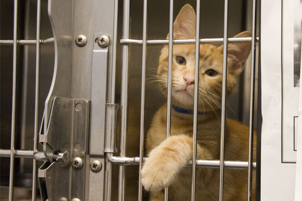 no kill animal shelters chicago