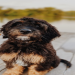 sheepadoodle images