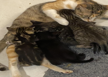 free kittens connecticut