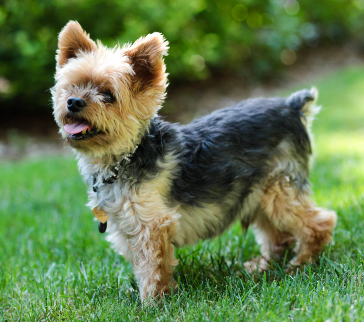 adopt a yorkshire terrier