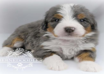 blue eyed bernedoodle for sale