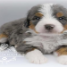 blue eyed bernedoodle for sale