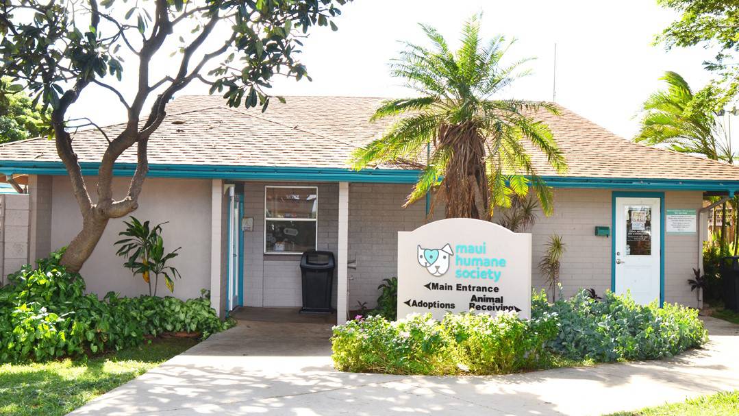 maui pet shelter