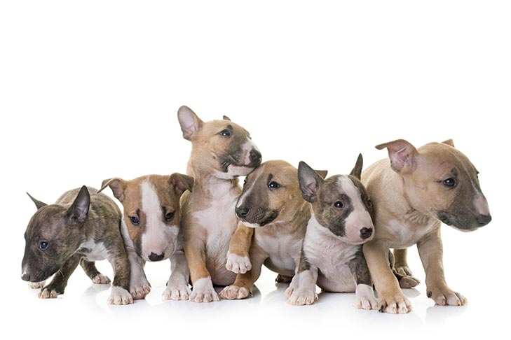 bull terrier puppies for sale in california
