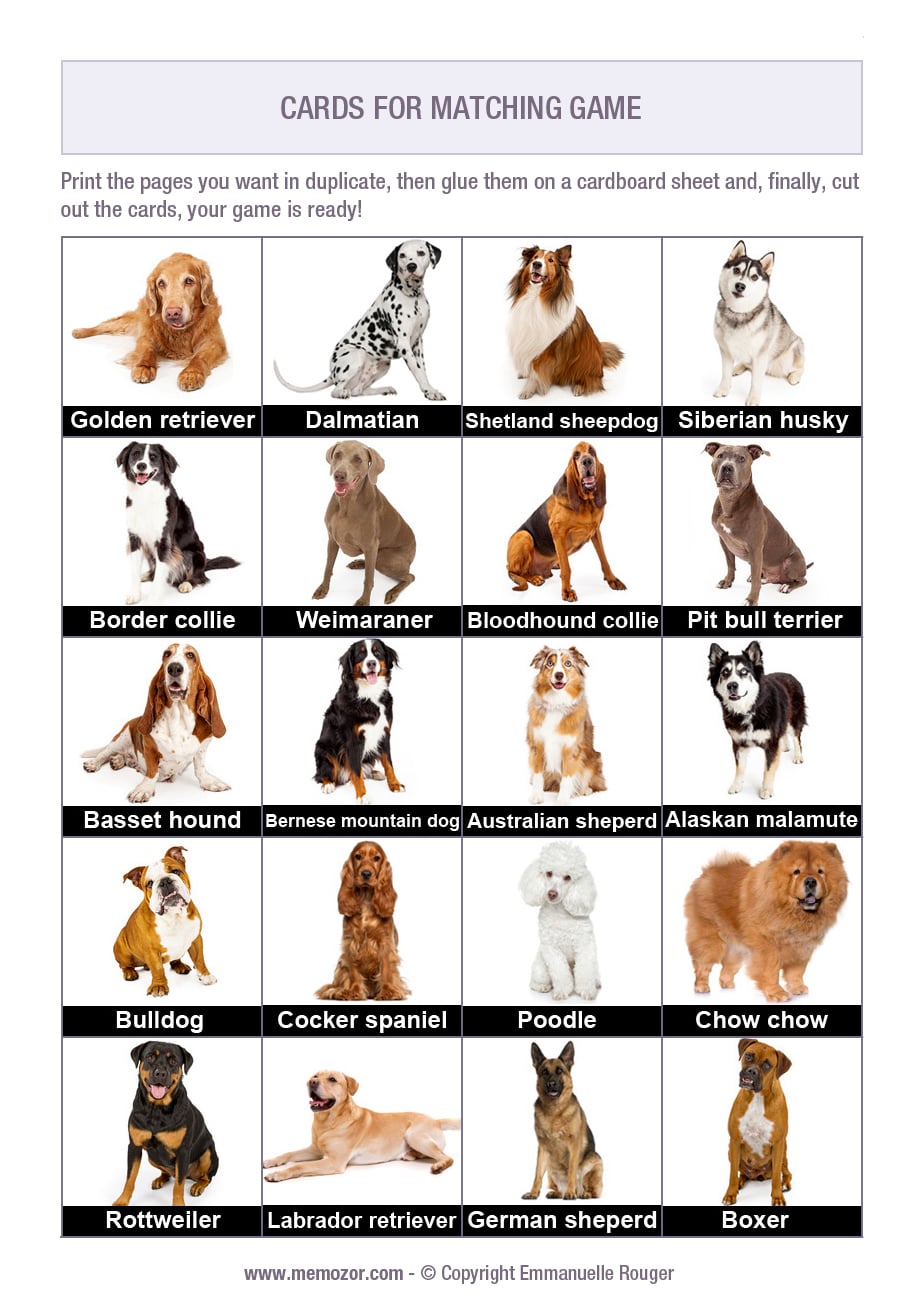 dog breed finder
