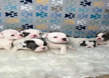 ebay classified ads pets