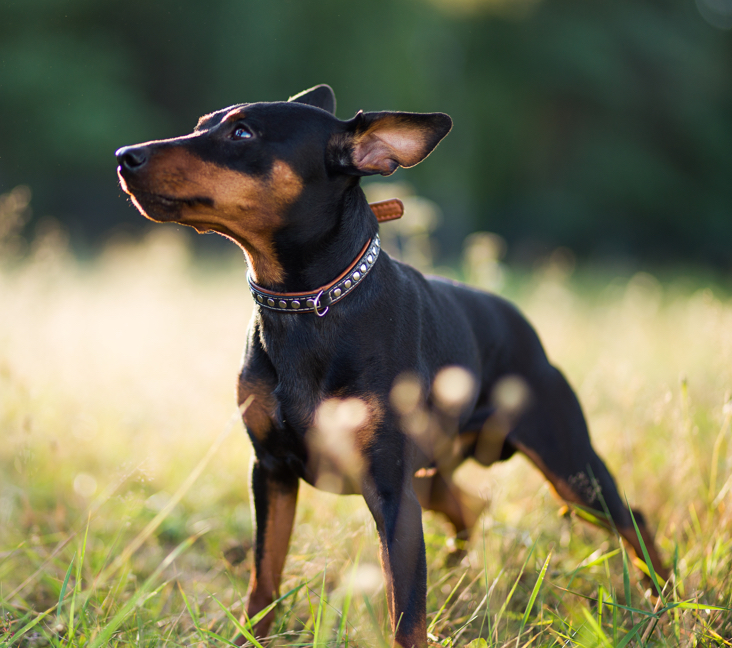 miniature pinscher adoption near me