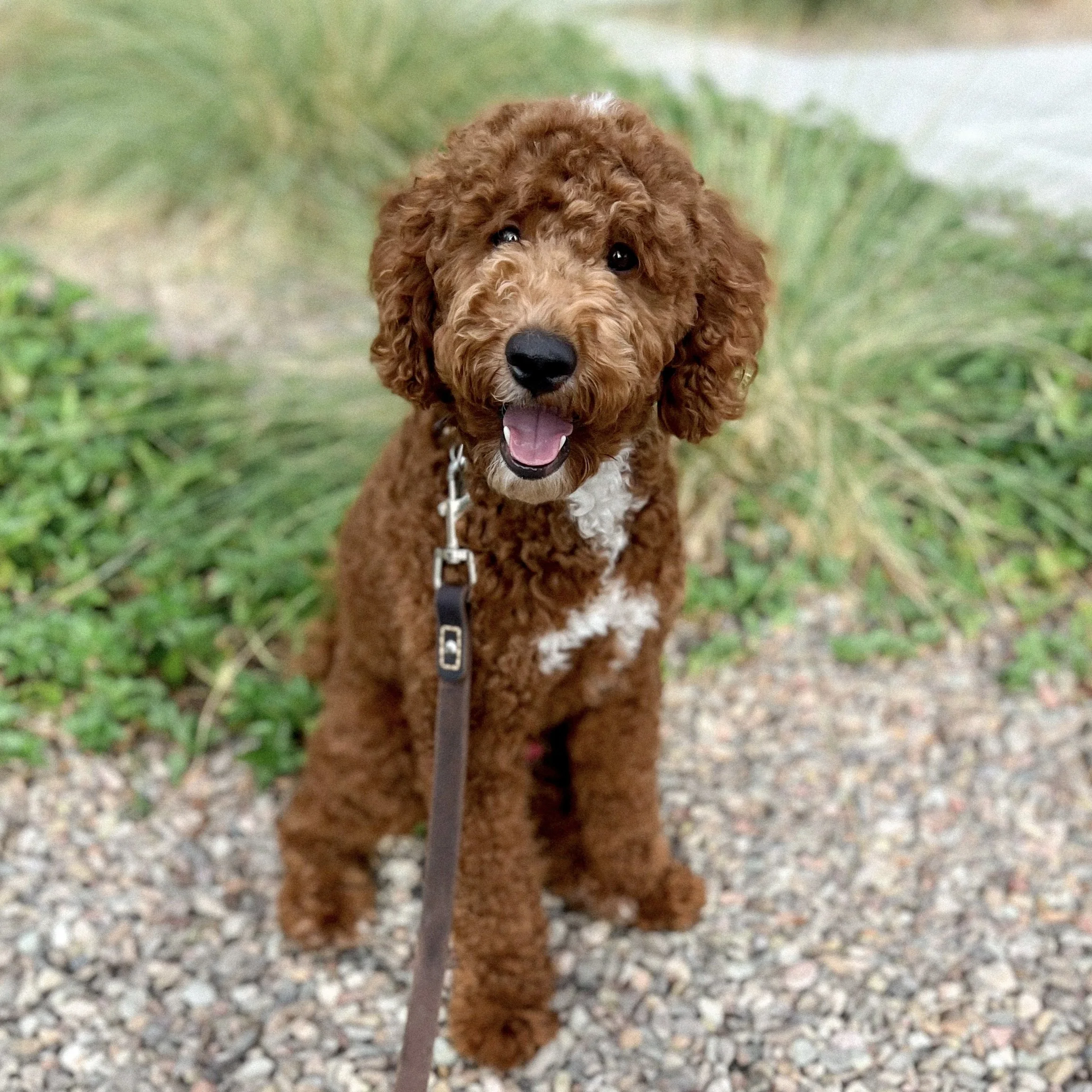 goldendoodle rescue phoenix