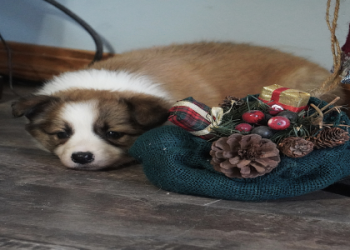 small breed puppies for sale near me under $300