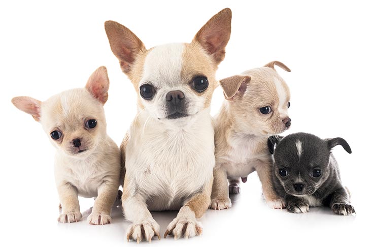 chihuahua breeders indiana
