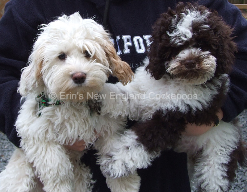 cockapoo rescue new england