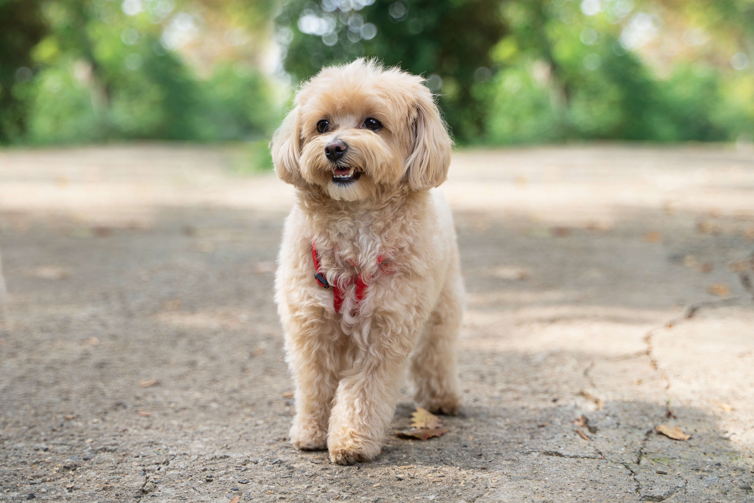 adult maltipoo photos