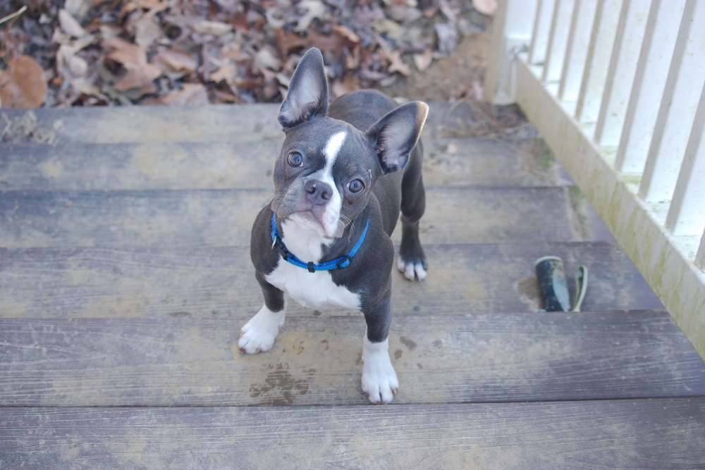 blue boston terrier