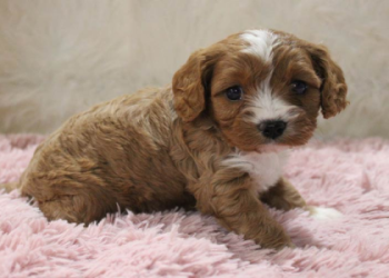 puppies for sale close to me