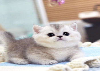 kitten for sale near me