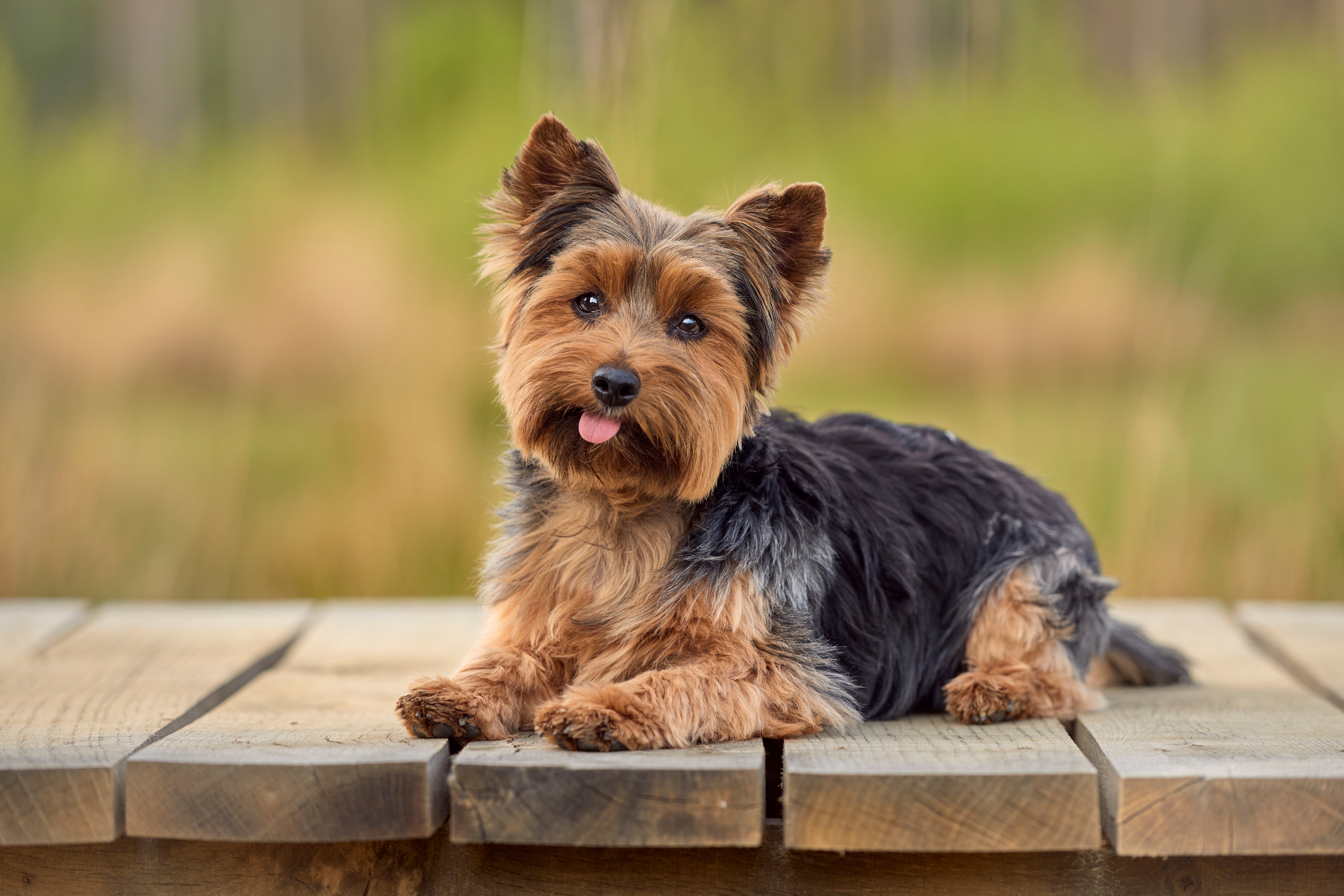 adopt a yorkshire terrier