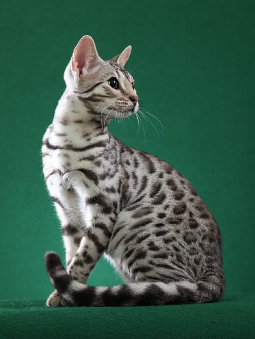bengal cat texas
