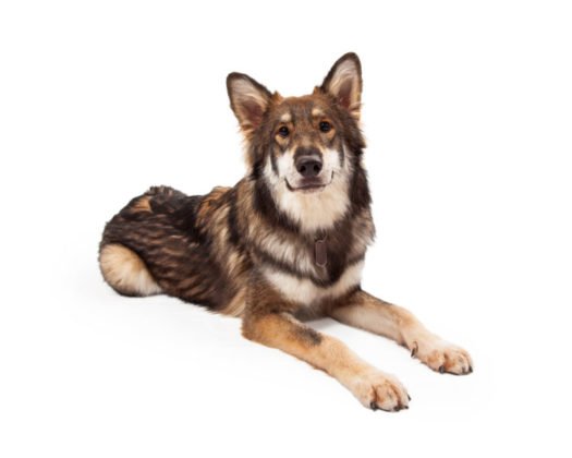 large breed puppies near me