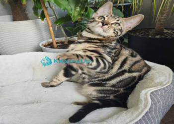 bengal cat cost usa