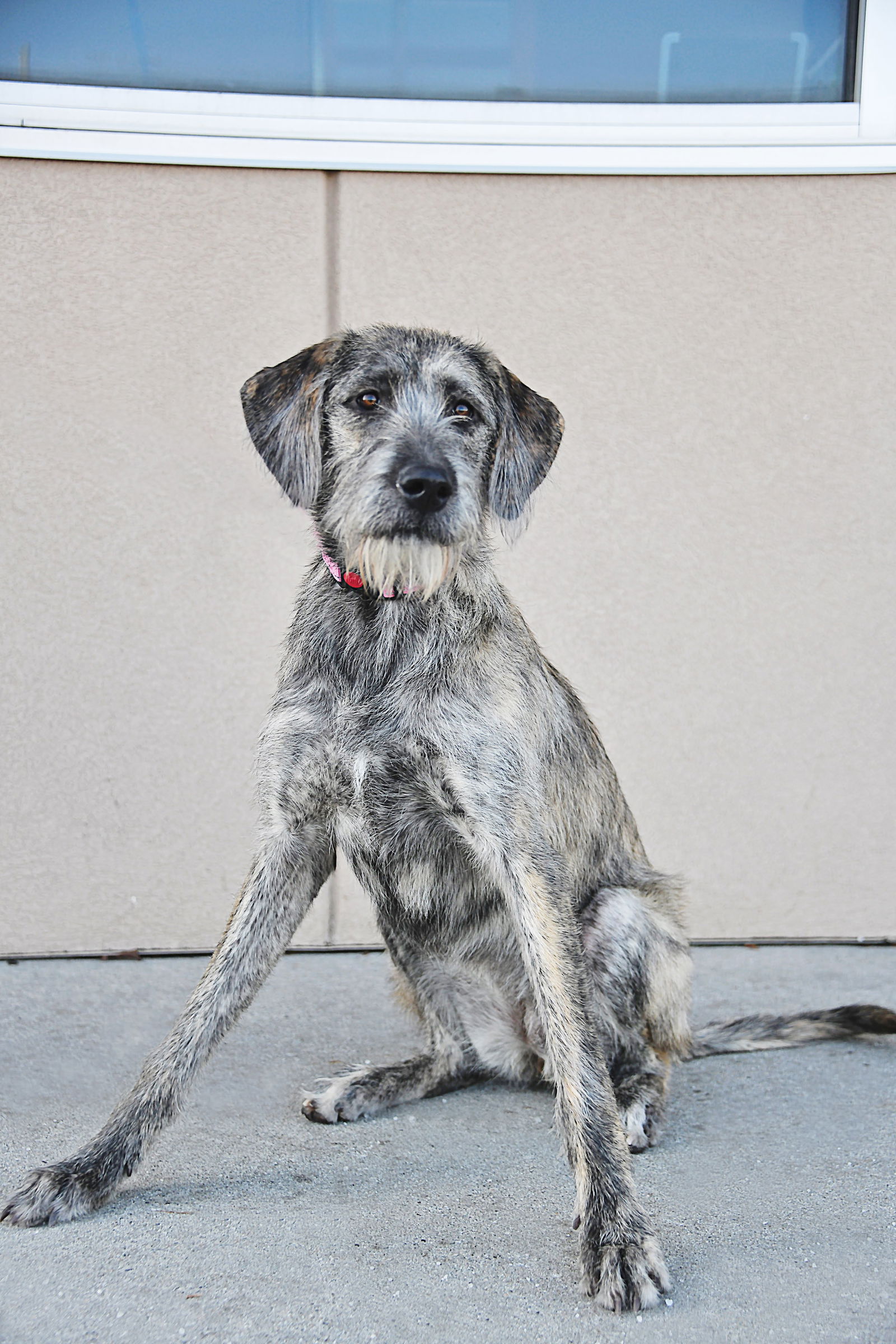 aussie great dane mix