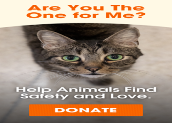 aspca adoption center nyc