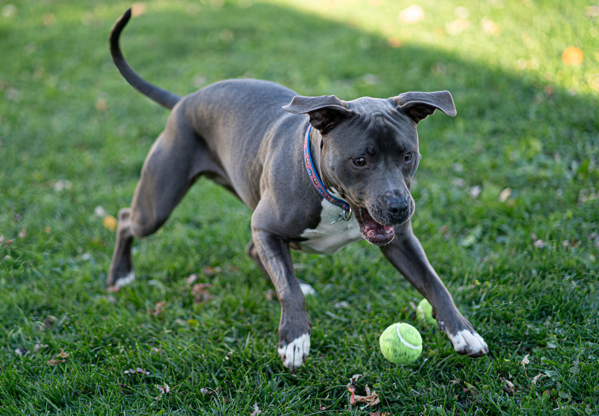 pitbull puppies florida
