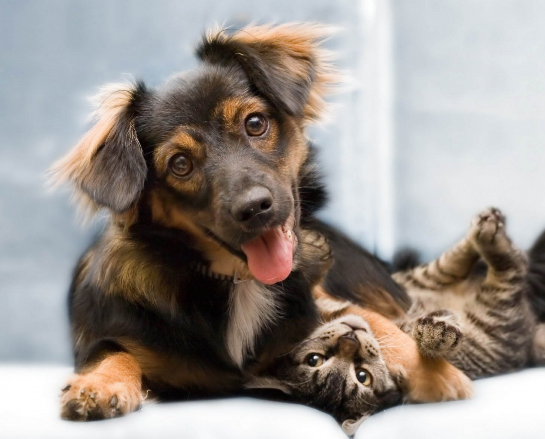 paws and whiskers pet services