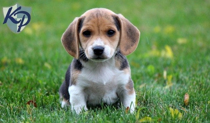jack russell beagle mix for sale