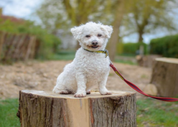 bichon frise rescue florida