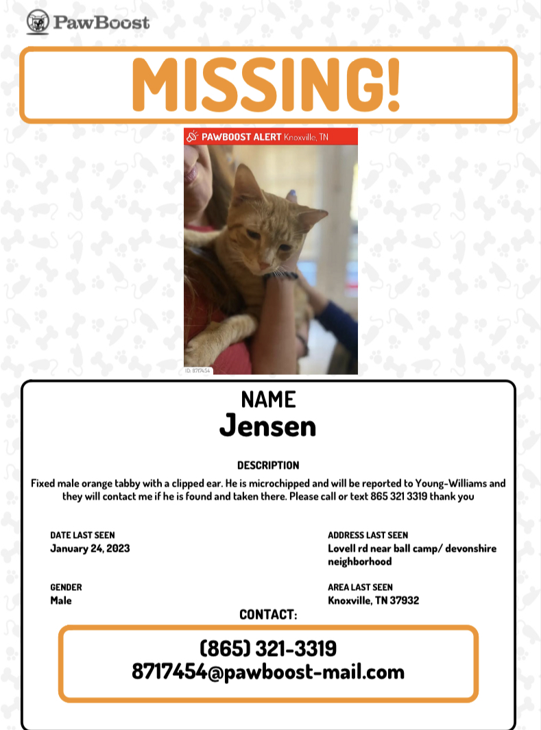 lost orange tabby cat near me