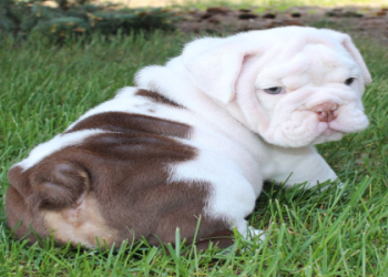 english bulldog puppies south carolina