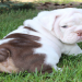 english bulldog puppies south carolina