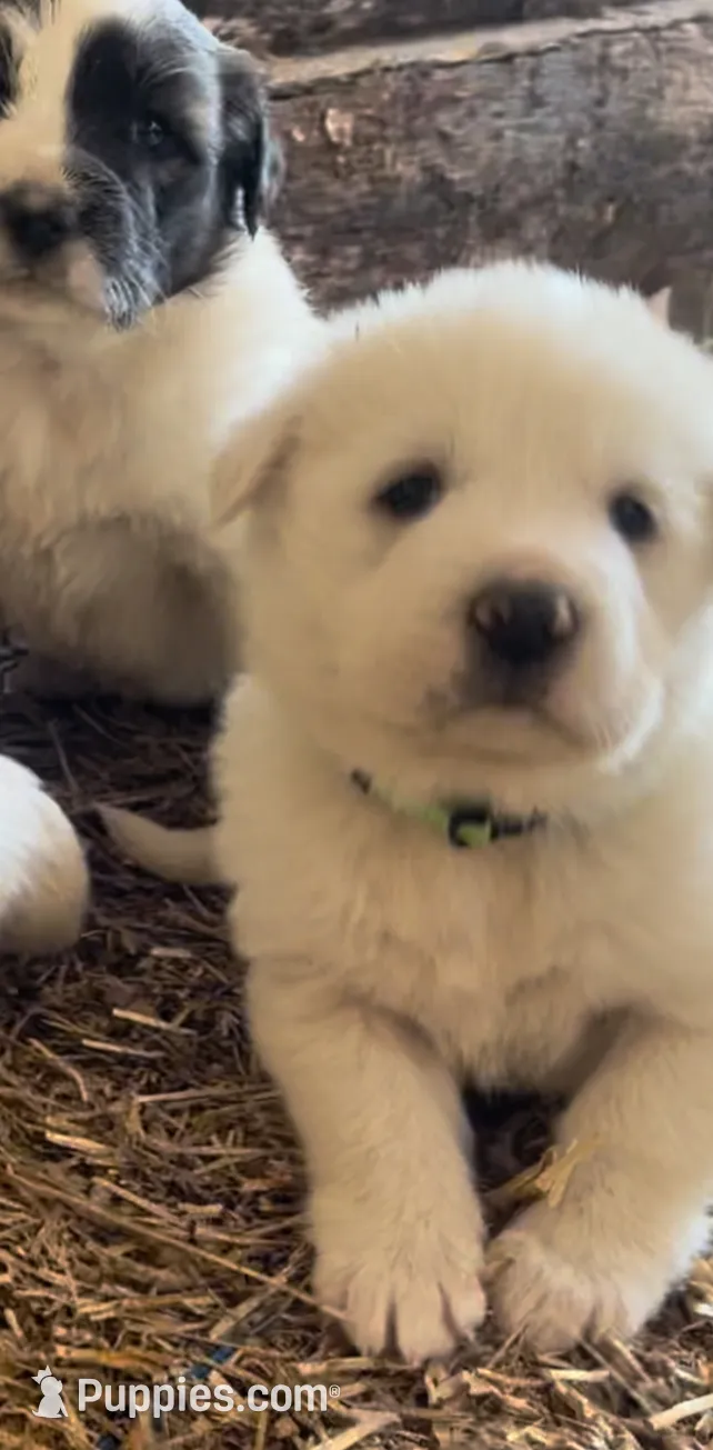 puppies local for sale