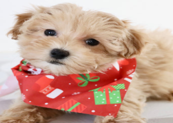maltipoo for sale in california