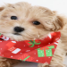 maltipoo for sale in california