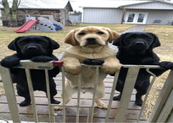 labrador puppy for sale near me
