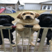 labrador puppy for sale near me