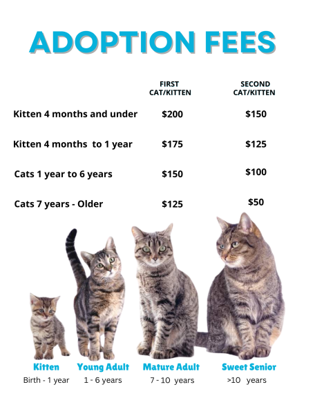 cat adoptation