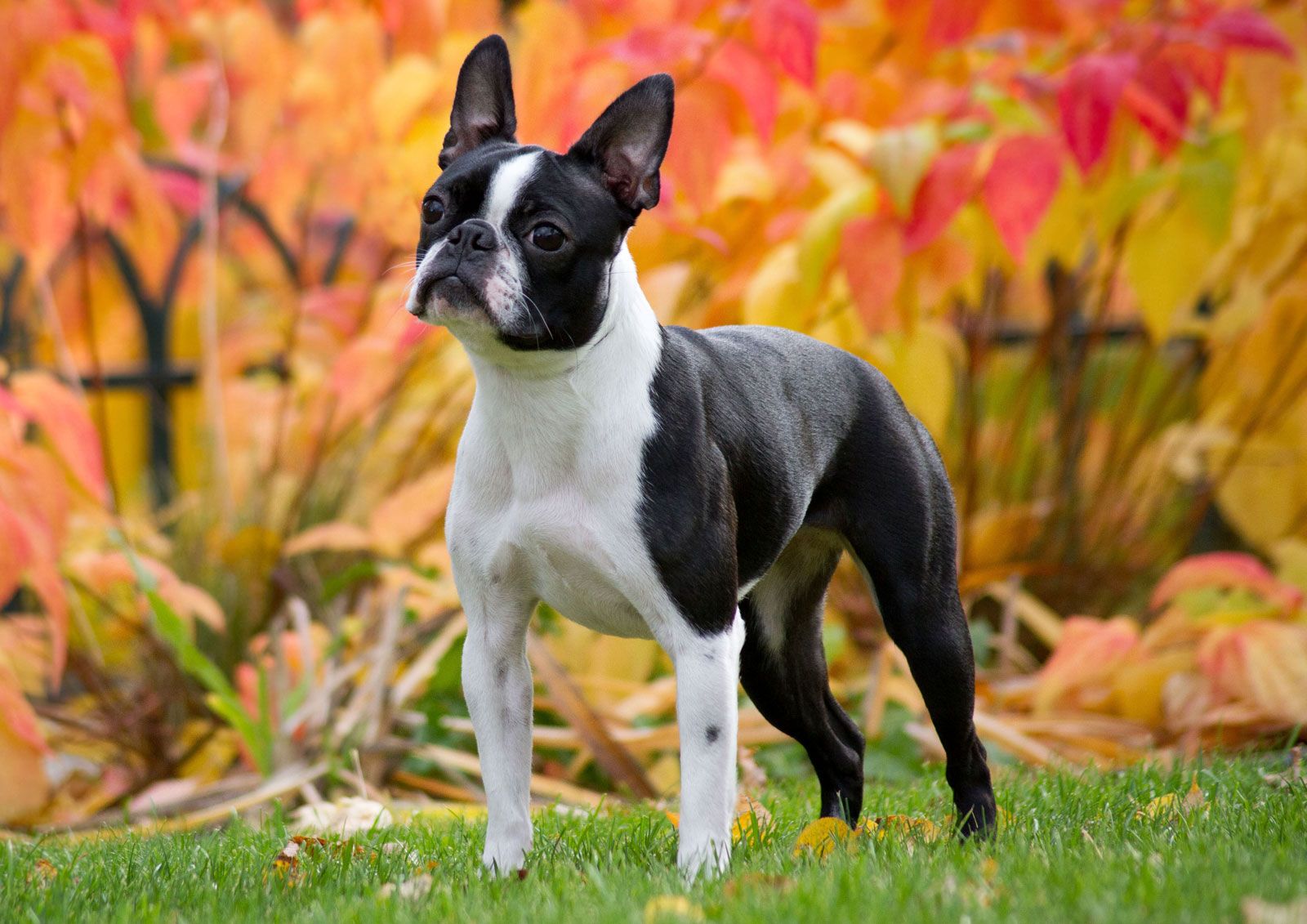 images of boston terrier