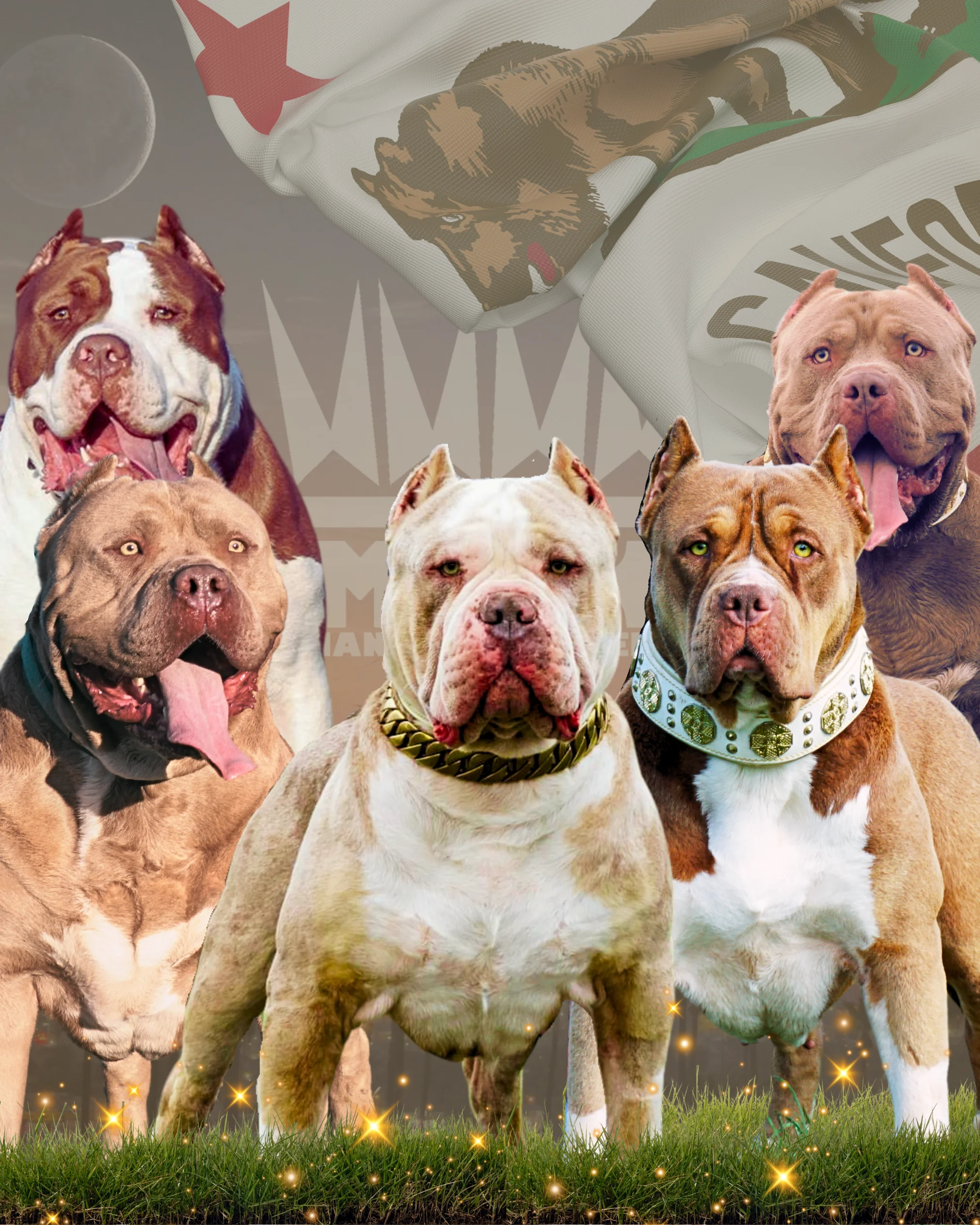 pitbull for sale near me