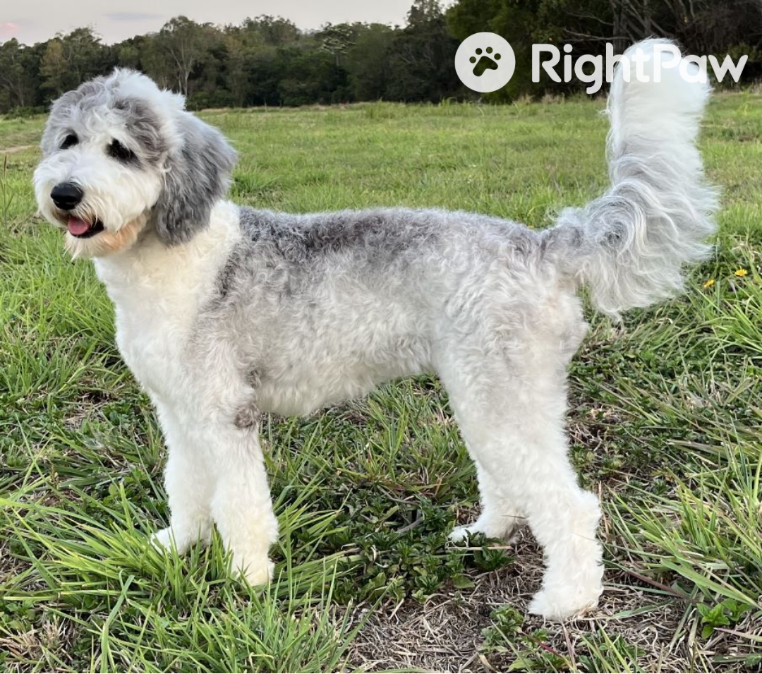 australian sheepadoodle australia