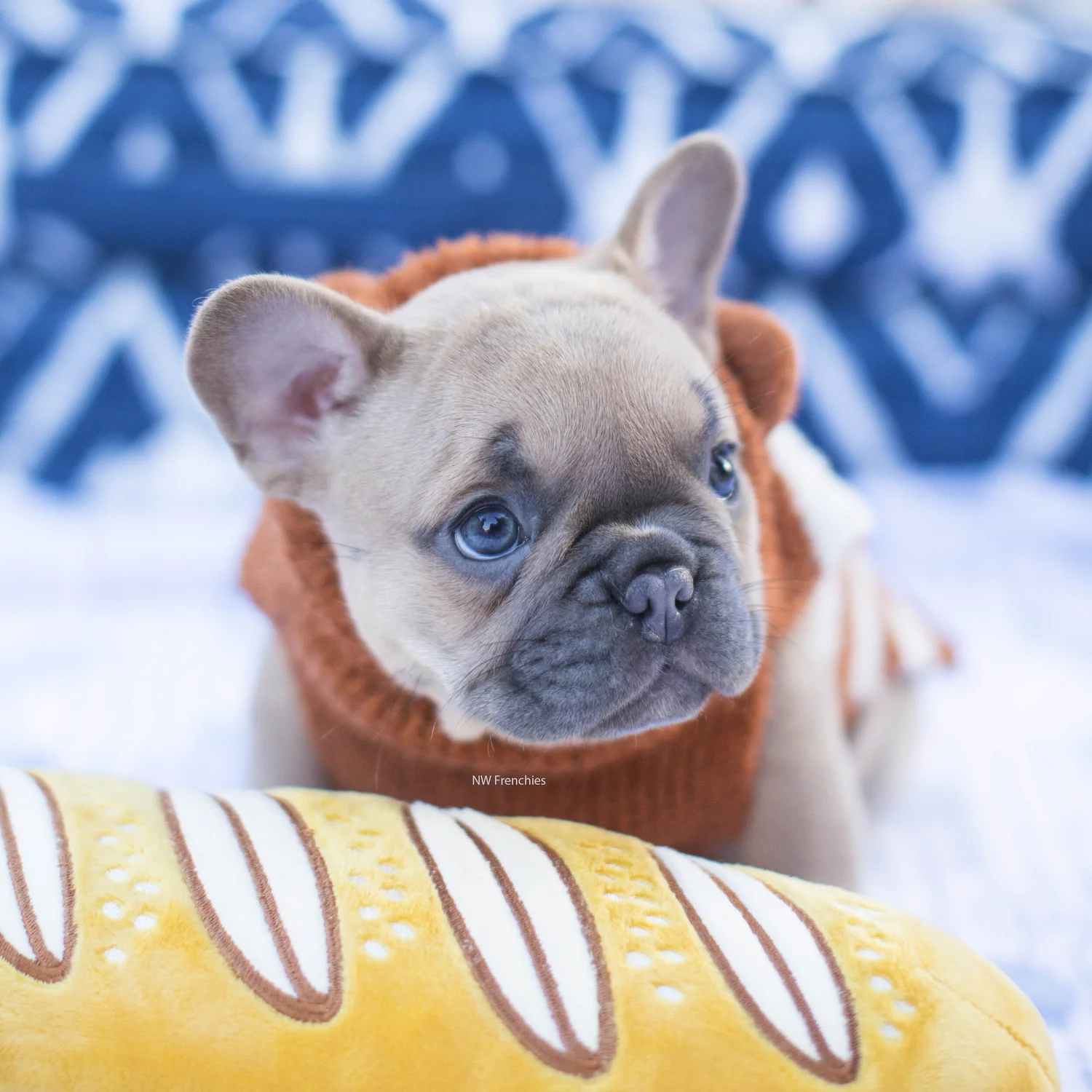 french bulldog breeders washington state