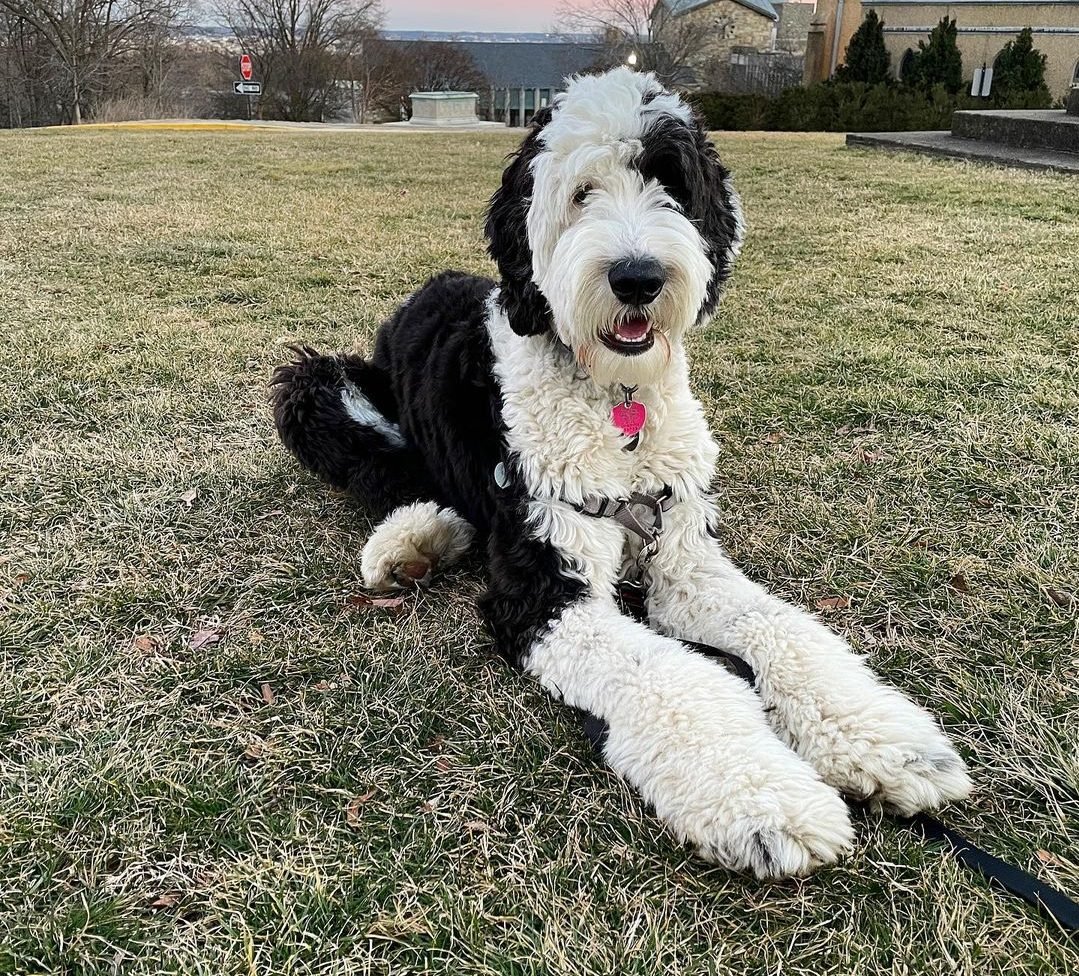 sheepadoodle images