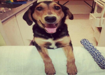 beagle and shepherd mix