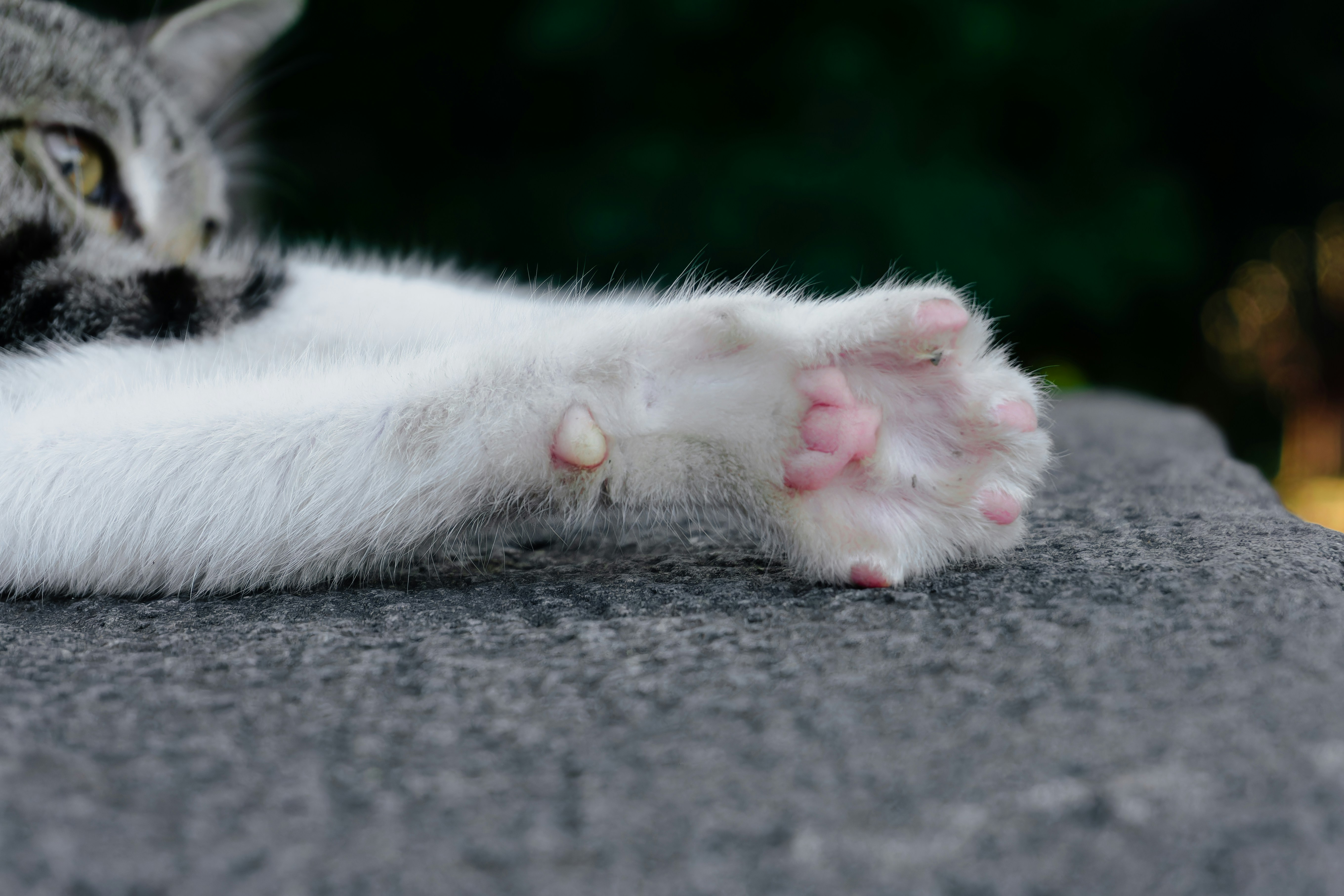 cat paws images