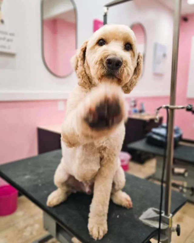 dog grooming chester nj