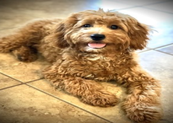 goldendoodle rescue phoenix