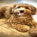 goldendoodle rescue phoenix